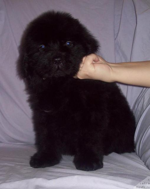 Фото: ньюфаундленд Сердечный Друг