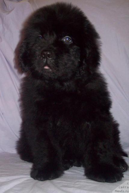 Фото: ньюфаундленд Сердечный Друг