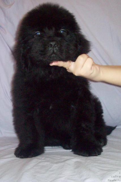 Фото: ньюфаундленд Сердечный Друг