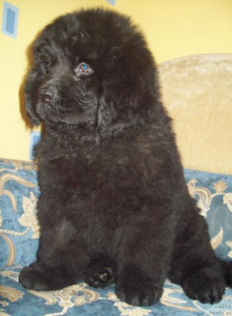 Фото: ньюфаундленд Очень Важная Персона