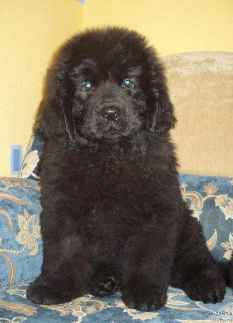 Фото: ньюфаундленд Очень Важная Персона