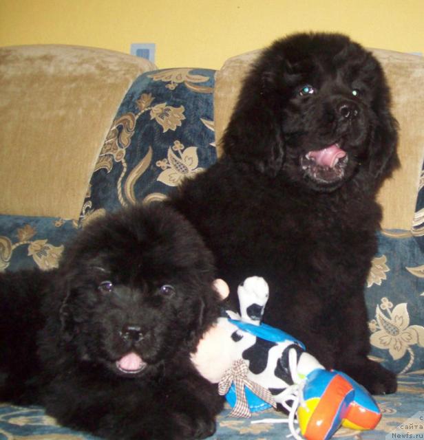 Фото: ньюфаундленд Очень Важная Персона, ньюфаундленд Сердечный Друг