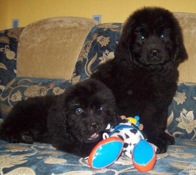 Фото: ньюфаундленд Очень Важная Персона, ньюфаундленд Сердечный Друг