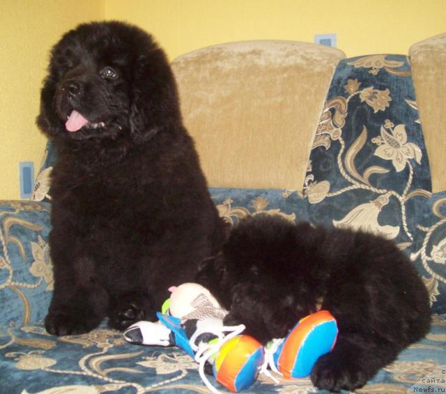 Фото: ньюфаундленд Очень Важная Персона, ньюфаундленд Сердечный Друг