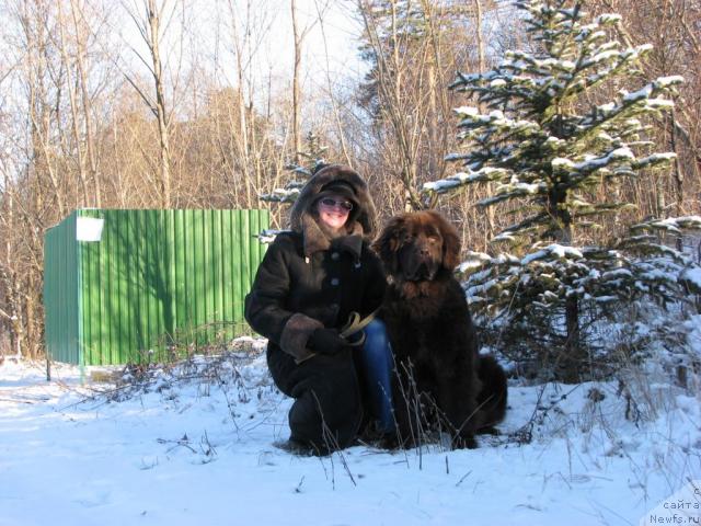 Фото: ньюфаундленд Аристократ от Рафаэллы