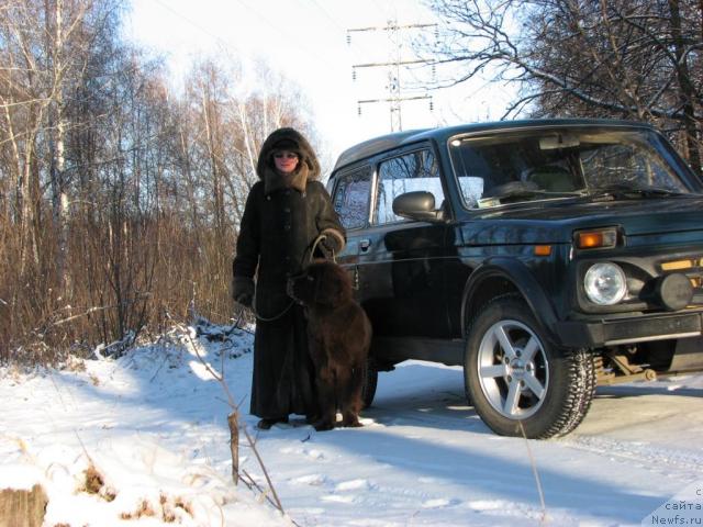 Фото: ньюфаундленд Аристократ от Рафаэллы