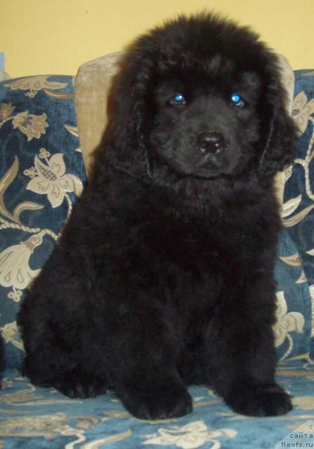 Фото: ньюфаундленд Осенний Поцелуй