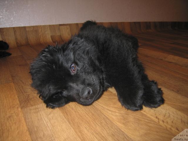 Фото: ньюфаундленд Виндзорская Проказница Лава
