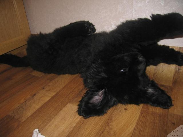 Фото: ньюфаундленд Виндзорская Проказница Лава