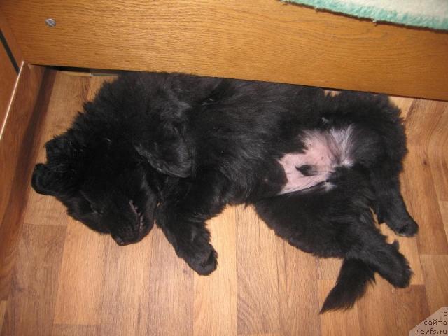Фото: ньюфаундленд Виндзорская Проказница Лава