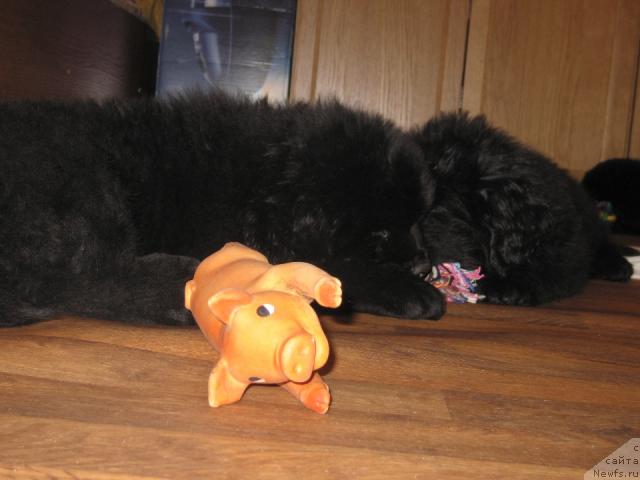 Фото: ньюфаундленд Виндзорская Проказница Лава