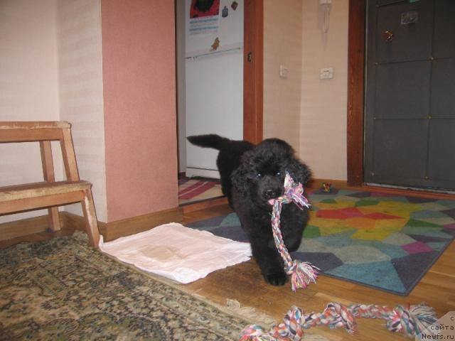 Фото: ньюфаундленд Виндзорская Проказница Лава