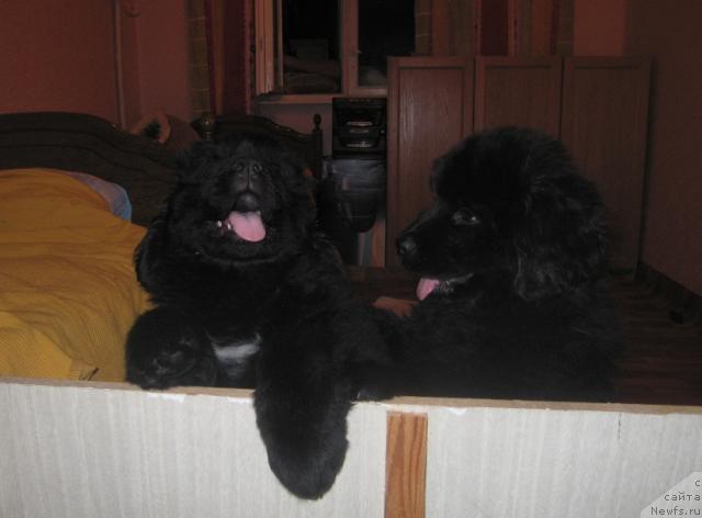 Фото: ньюфаундленд Виндзорская Проказница Лава