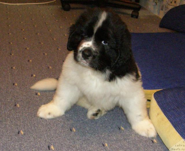 Фото: ньюфаундленд Супер Премиум Есения