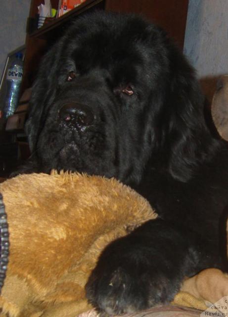 Фото: ньюфаундленд Skippers Nothing Lose