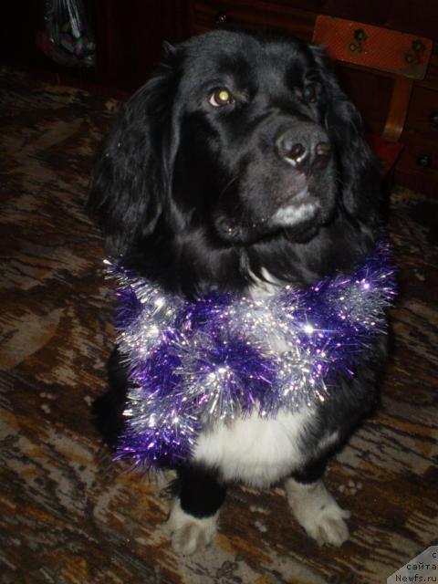 Фото: ньюфаундленд Овация Браво Бис