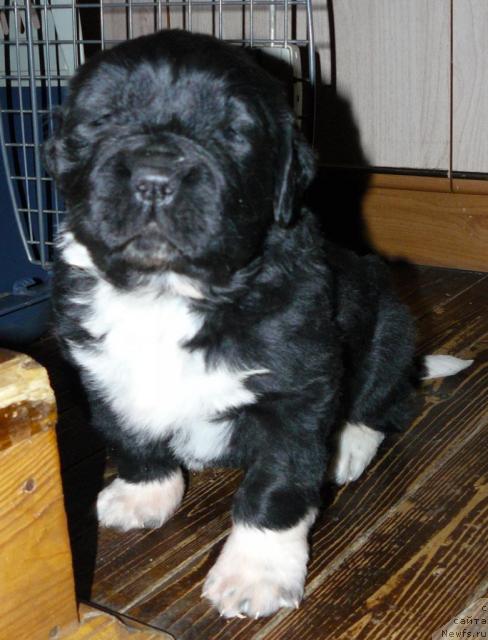 Фото: ньюфаундленд Пчёлкин Дом Гранд Геркулес