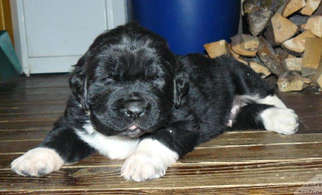 Фото: ньюфаундленд Пчёлкин Дом Гранд Геркулес