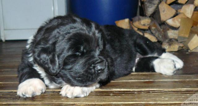 Фото: ньюфаундленд Пчёлкин Дом Гранд Геркулес