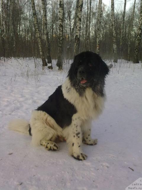 Фото: ньюфаундленд Пчёлкин Дом Буревестник