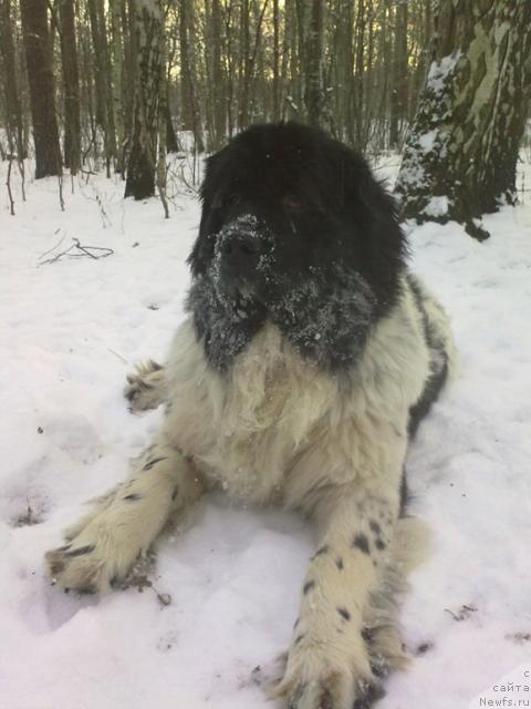 Фото: ньюфаундленд Пчёлкин Дом Буревестник