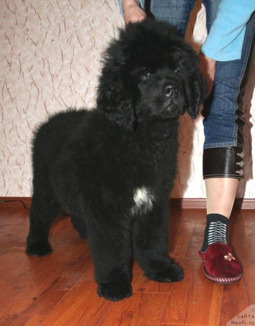 Фото: ньюфаундленд Бегущая по волнам Руссиан Хит