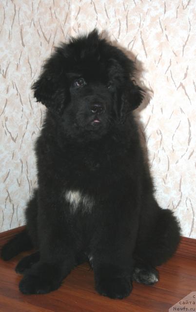 Фото: ньюфаундленд Бегущая по волнам Руссиан Хит