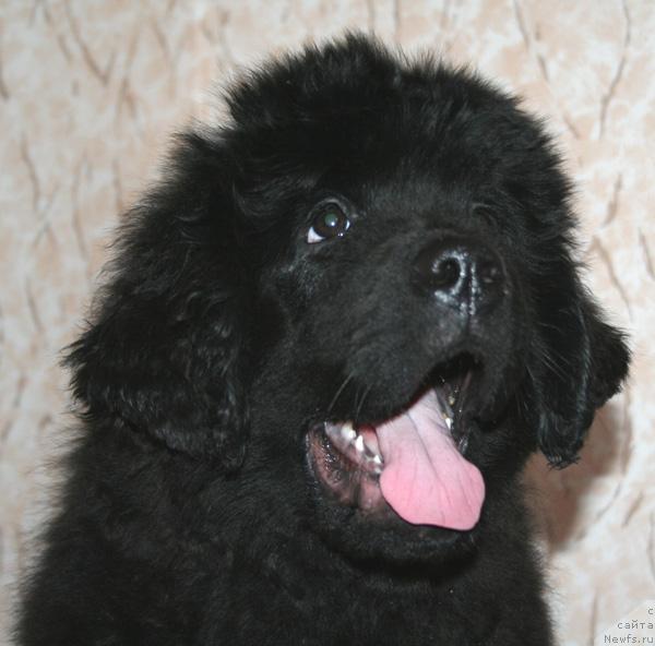 Фото: ньюфаундленд Бегущая по волнам Руссиан Хит