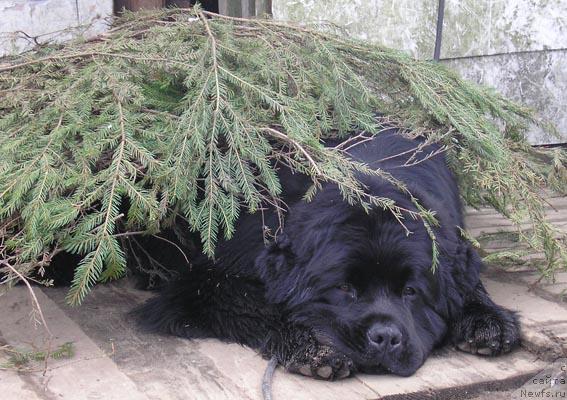 Фото: ньюфаундленд Плюшевая Панда Викар (Plushevaya Panda Vikar)