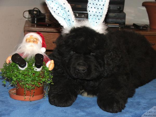 Фото: ньюфаундленд Плюшевая Панда Светская Львица (Plushevaya Panda Svetskaja Lviza)