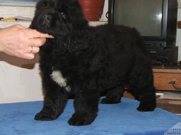 Фото: ньюфаундленд Плюшевая Панда Светская Львица (Plushevaya Panda Svetskaja Lviza)