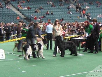 Фото: ньюфаундленд Плюшевая Панда Дэбра (Plushevaya Panda Debra), ньюфаундленд Плюшевая Панда Викар (Plushevaya Panda Vikar)
