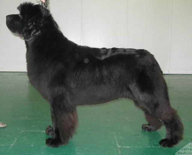 Фото: ньюфаундленд Акватория Келвин Заския