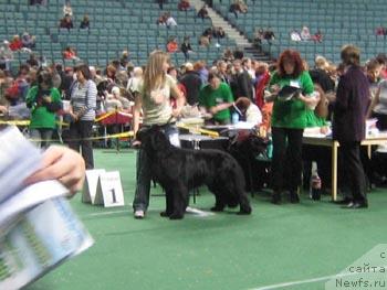 Фото: ньюфаундленд Плюшевая Панда Викар (Plushevaya Panda Vikar)
