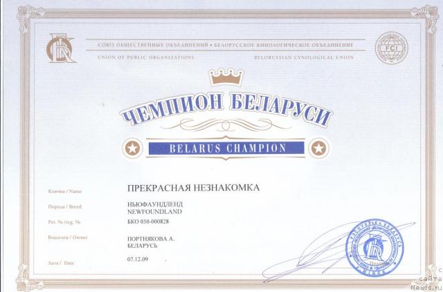 Фото: ньюфаундленд Прекрасная Незнакомка