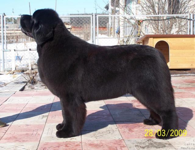 Фото: ньюфаундленд Акватория Келвин Звездная Королева (Aquatoriya Kelvin Zvezdnaya Koroleva)