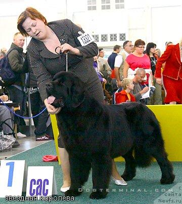 Фото: ньюфаундленд Акватория Келвин Звездная Королева (Aquatoriya Kelvin Zvezdnaya Koroleva)