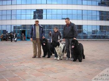 Фото: ньюфаундленд Плюшевая Панда Борислав (Plushevaya Panda Borislav)