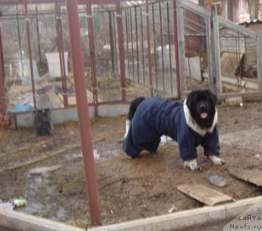 Фото: ньюфаундленд Плюшевая Панда Диланд (Plushevaya Panda Diland)