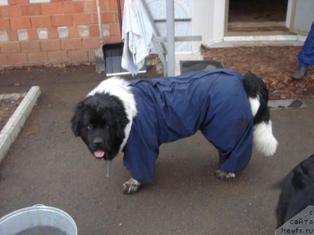 Фото: ньюфаундленд Плюшевая Панда Диланд (Plushevaya Panda Diland)