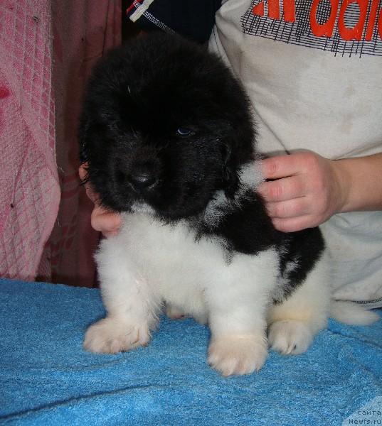 Фото: ньюфаундленд Супер Премиум Ему Нет Равных