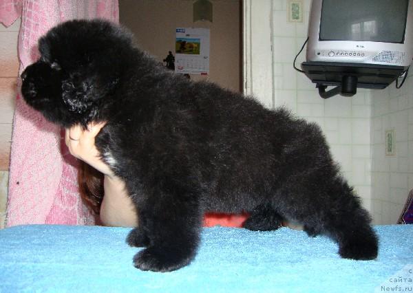 Фото: ньюфаундленд Супер Премиум Европейский Вариант