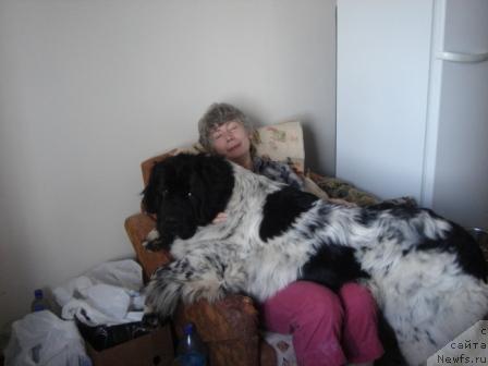 Фото: ньюфаундленд Плюшевая Панда Диланд (Plushevaya Panda Diland)