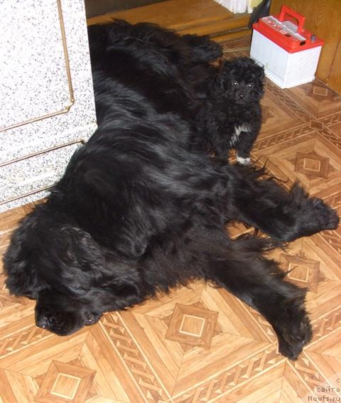 Фото: ньюфаундленд Акин Соул София