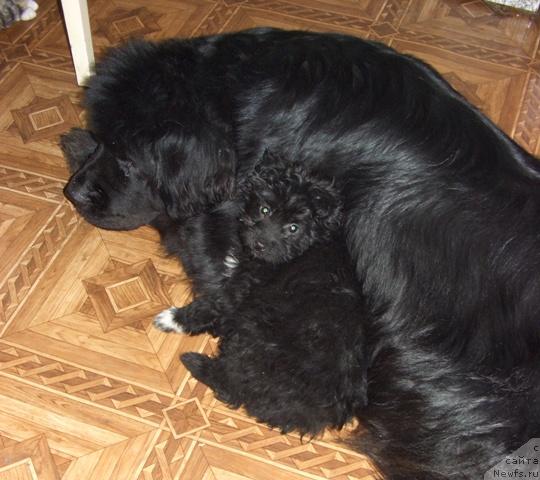 Фото: ньюфаундленд Акин Соул София