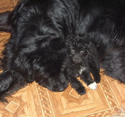 Фото: ньюфаундленд Акин Соул София