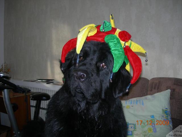 Фото: ньюфаундленд Кинг Биг Блэк Балу