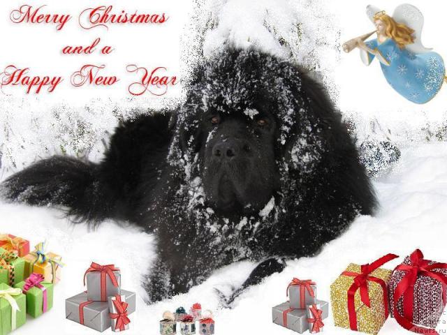 Фото: ньюфаундленд Duty Free of Apachee's Home