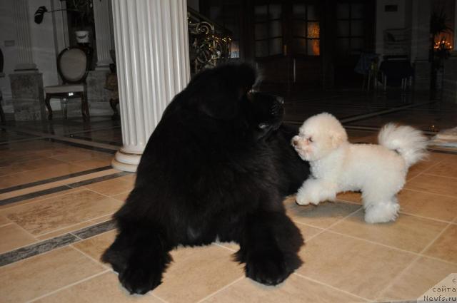 Фото: ньюфаундленд Duty Free of Apachee's Home