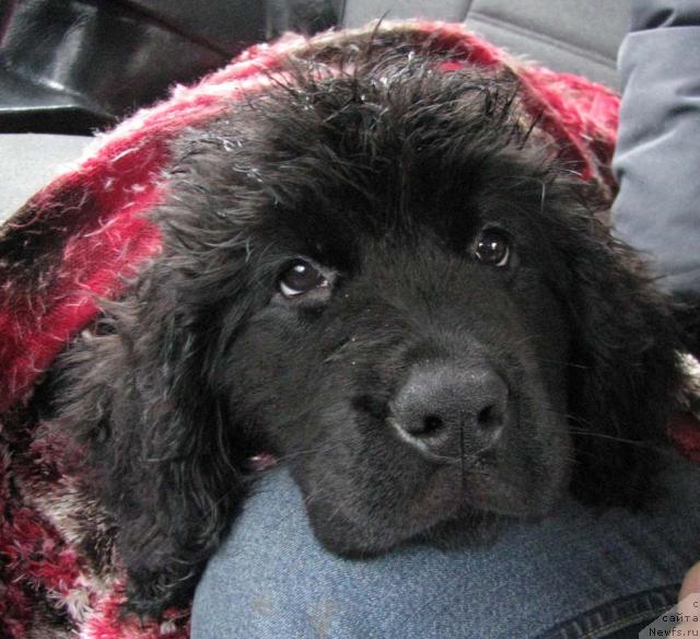 Фото: ньюфаундленд Избранница Небес Каталина (Izbrannitsa Nebes Katalina)